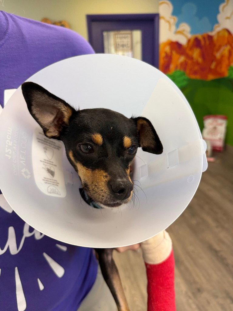Enlarge Taco, a Adoptable mixed breed in Saint George, UT image 1/3