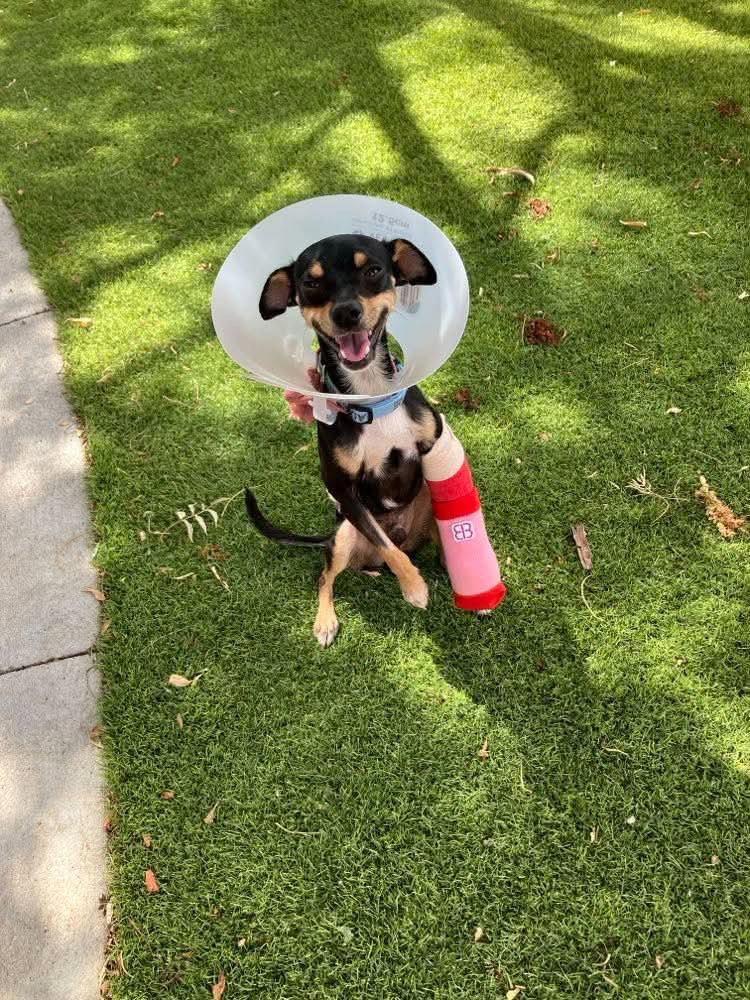 Enlarge Taco, a Adoptable mixed breed in Saint George, UT image 3/3