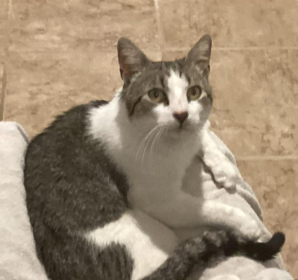 Enlarge ROLLER MAGIC, a Adoptable mixed breed in Southbury, CT image 2/2