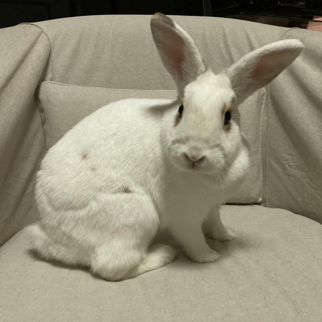 Noelle, Adoptable, Adult Female Hotot & Bunny Rabbit.