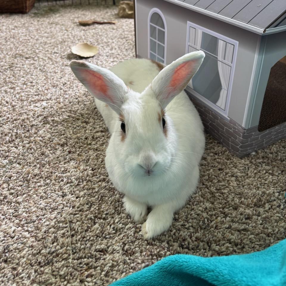 Enlarge Noelle, a Adoptable mixed breed in Baltimore, MD image 2/6