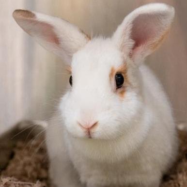 Noelle, a Adoptable mixed breed in Baltimore, MD image 1/2