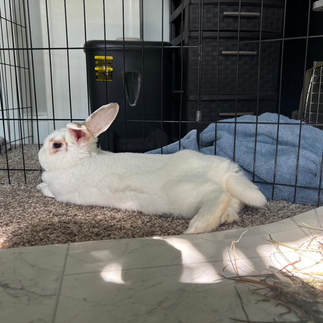 Enlarge Noelle, a Adoptable mixed breed in Baltimore, MD image 5/6