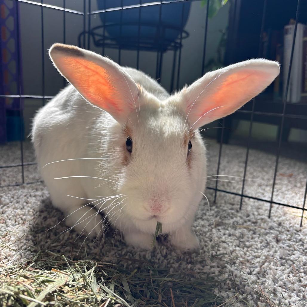 Enlarge Noelle, a Adoptable mixed breed in Baltimore, MD image 6/6