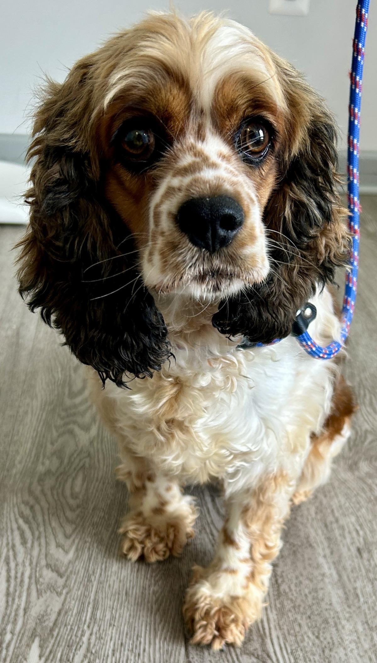 Freckles, Adoptable, Adult Female Cocker Spaniel.