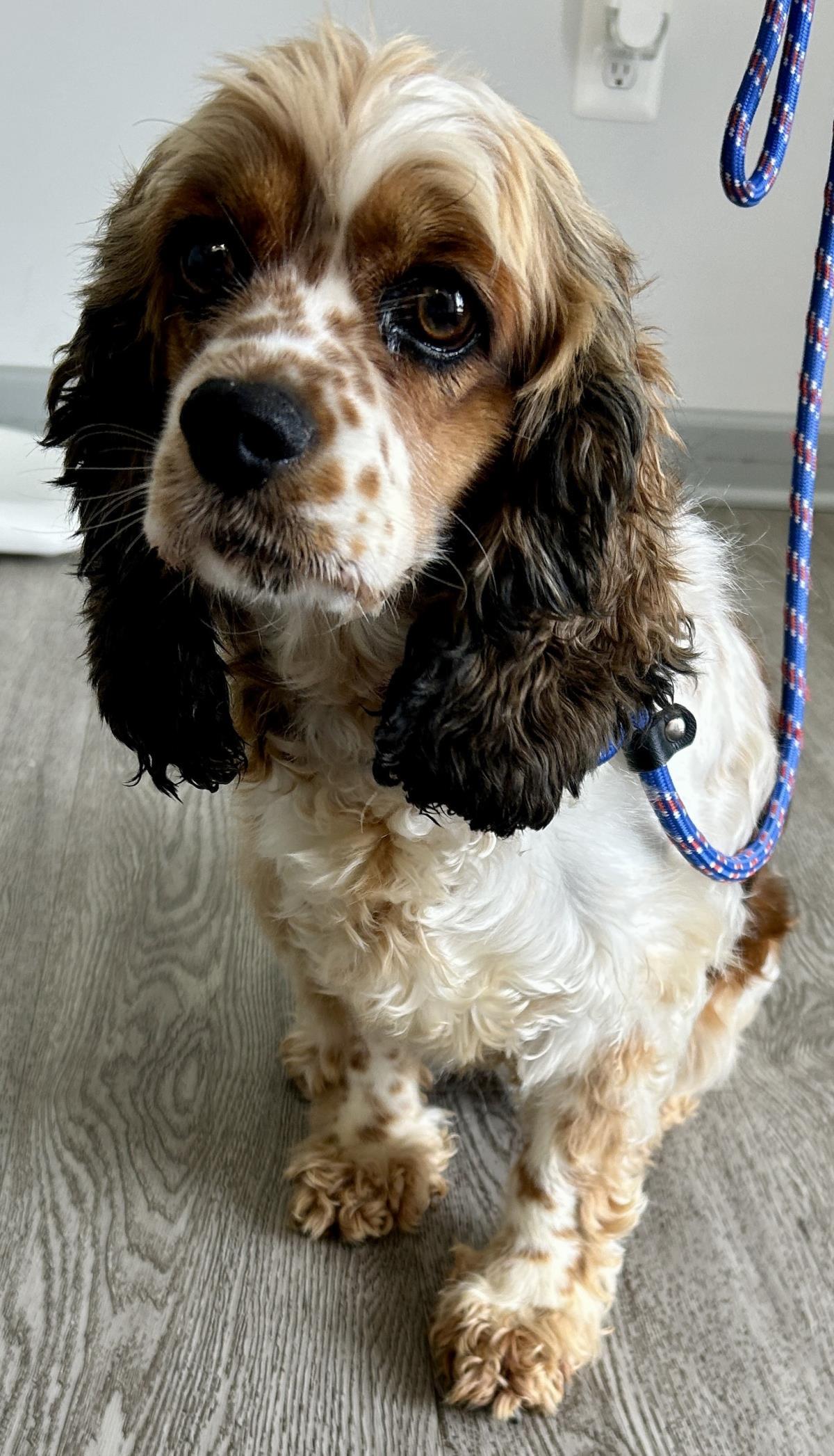 Freckles, a Adoptable Cocker Spaniel in Westminster, MD image 2/3