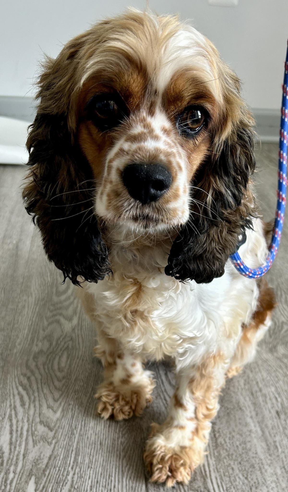 Freckles, a Adoptable Cocker Spaniel in Westminster, MD image 3/3