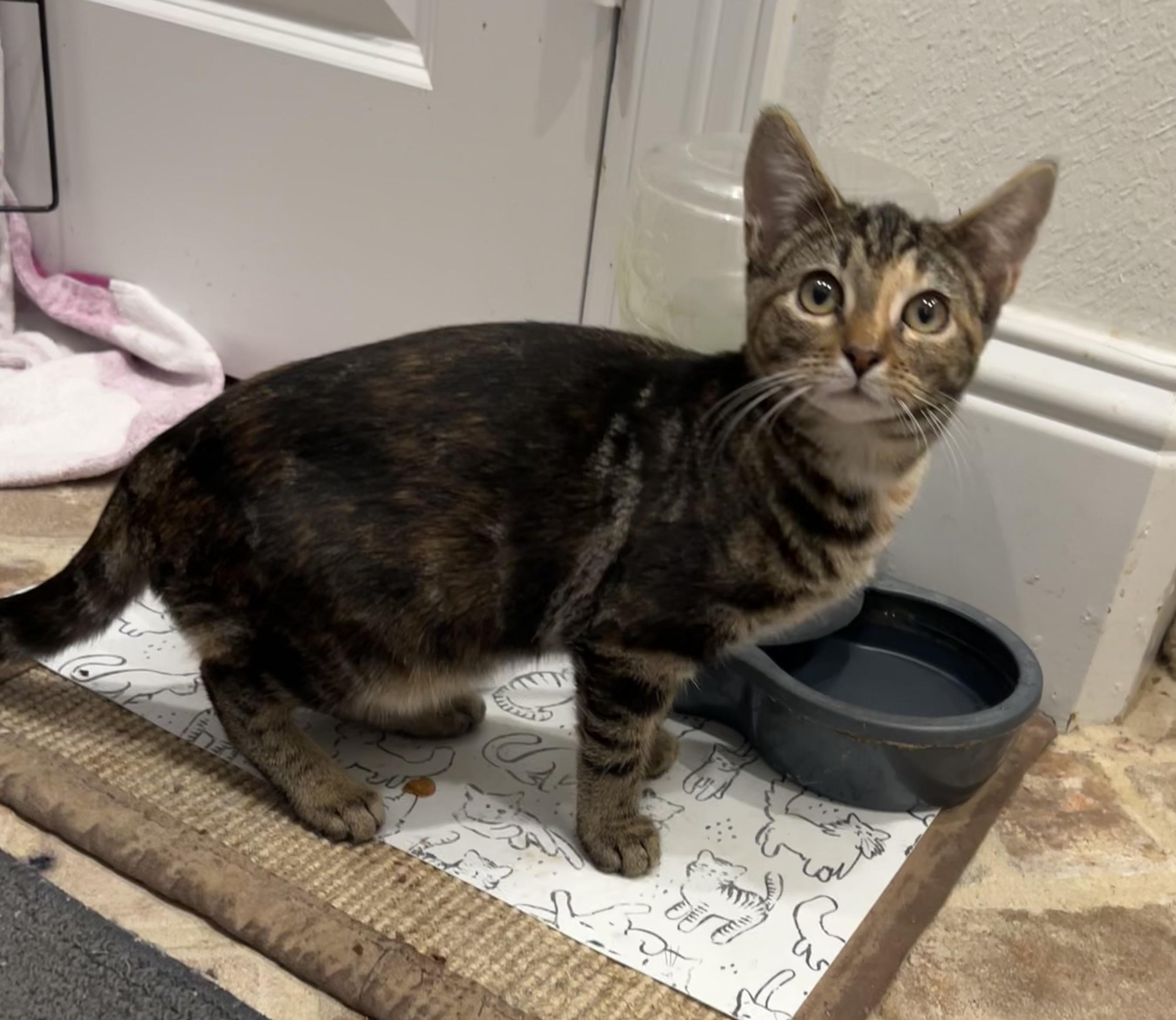 Wink - Riley Fuzzel Petsmart