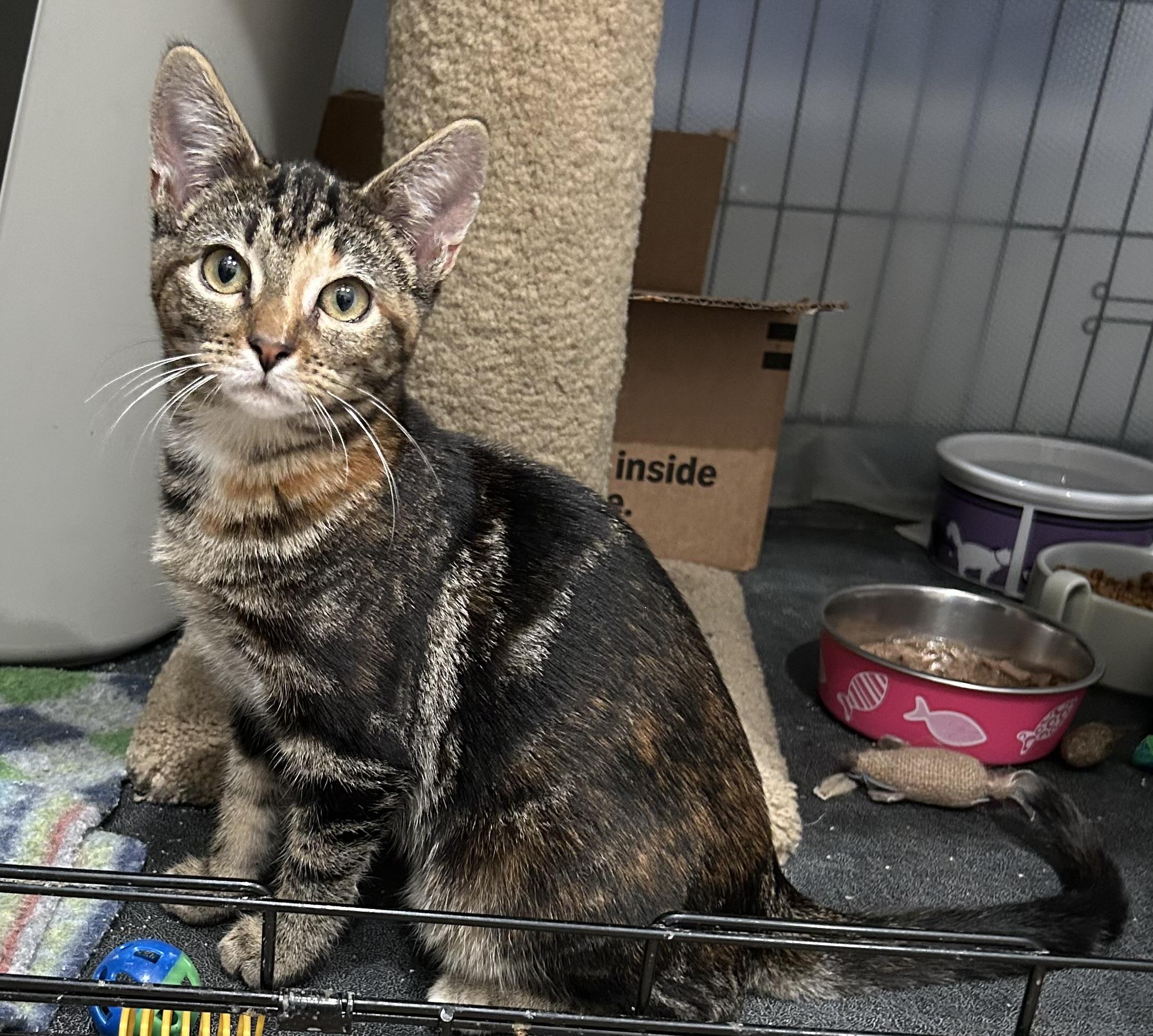 Enlarge Wink - Riley Fuzzel Petsmart, a Adoptable Tabby in Spring, TX image 1/5