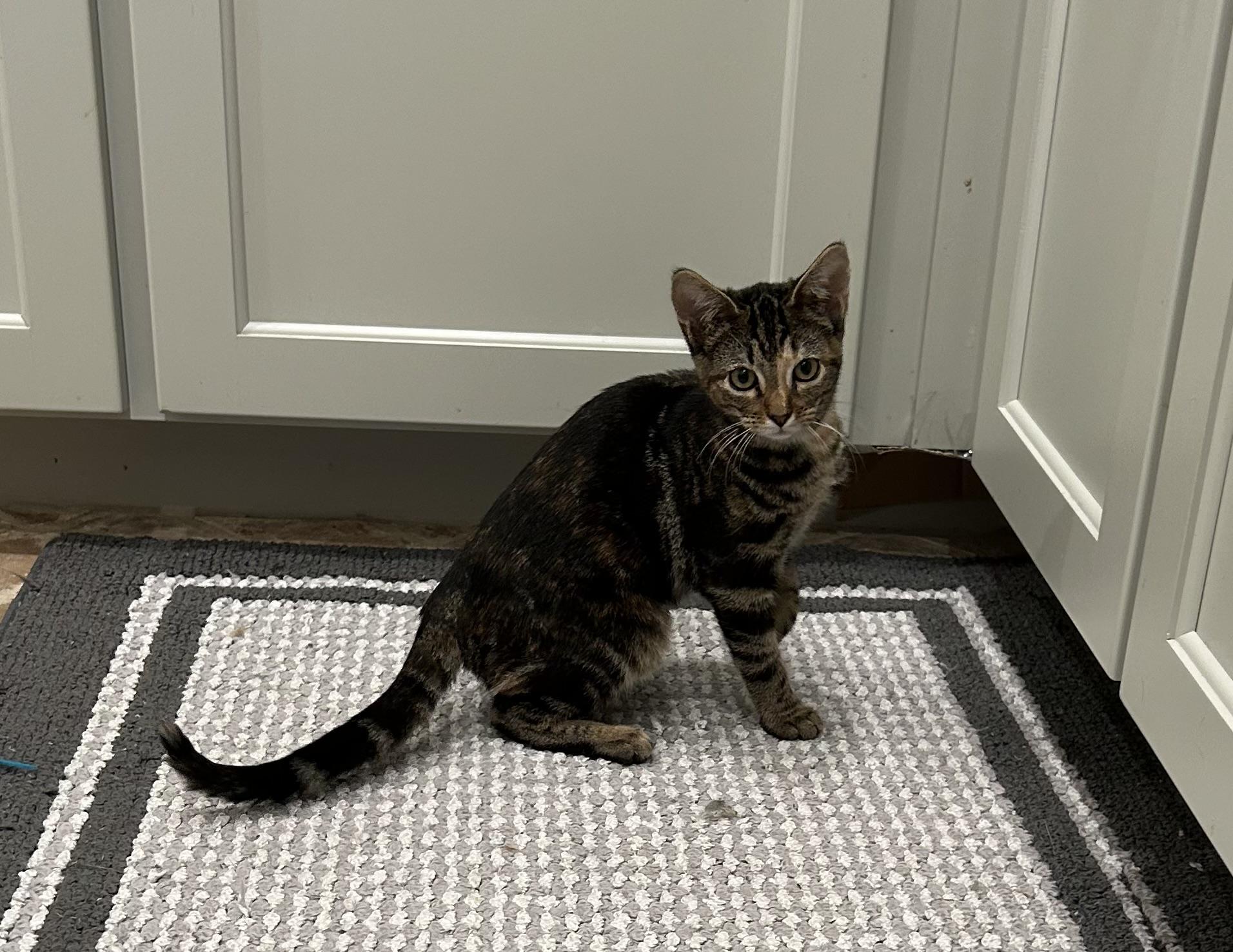 Enlarge Wink - Riley Fuzzel Petsmart, a Adoptable Tabby in Spring, TX image 4/5