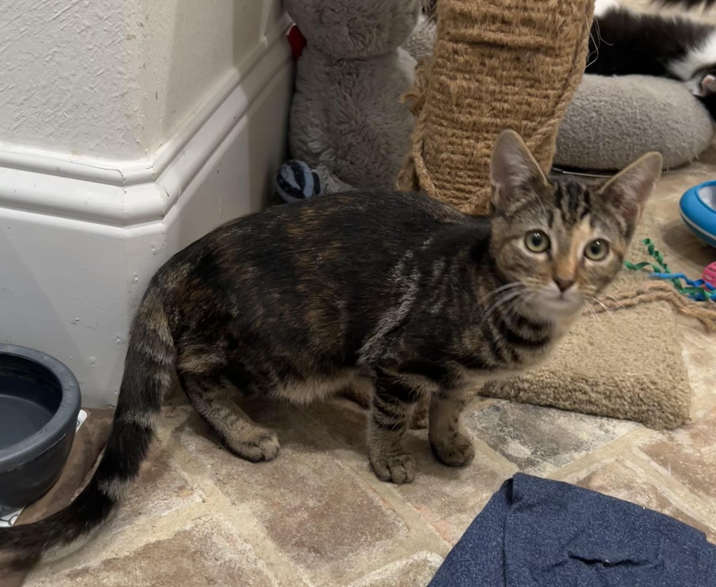 Enlarge Wink - Riley Fuzzel Petsmart, a Adoptable Tabby in Spring, TX image 3/5