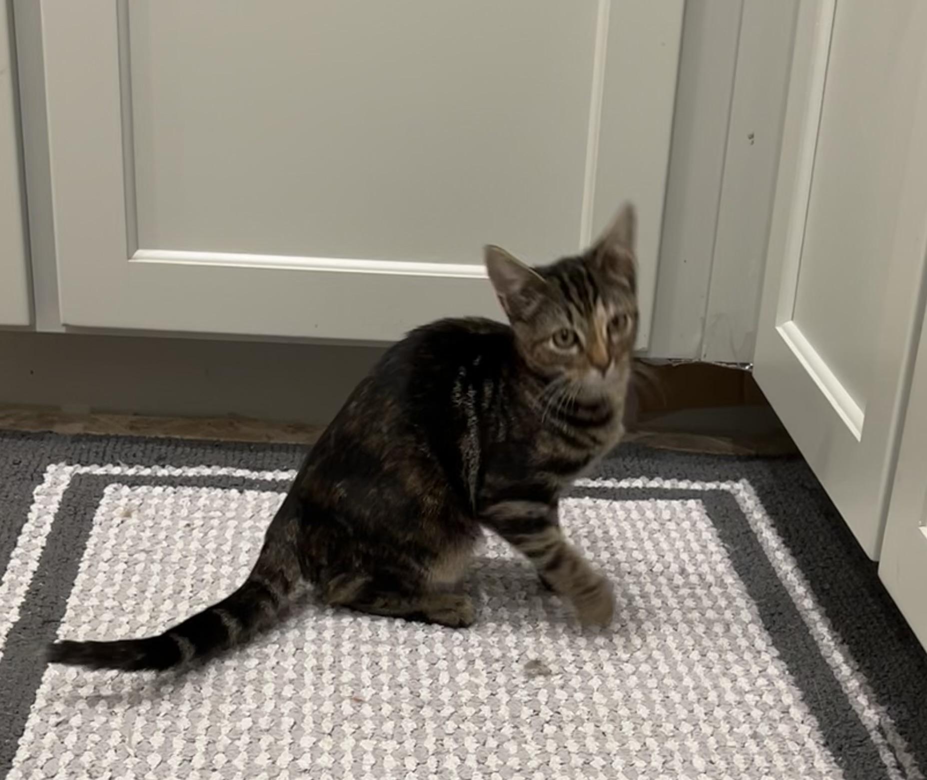 Wink - Riley Fuzzel Petsmart — thumbnail 5