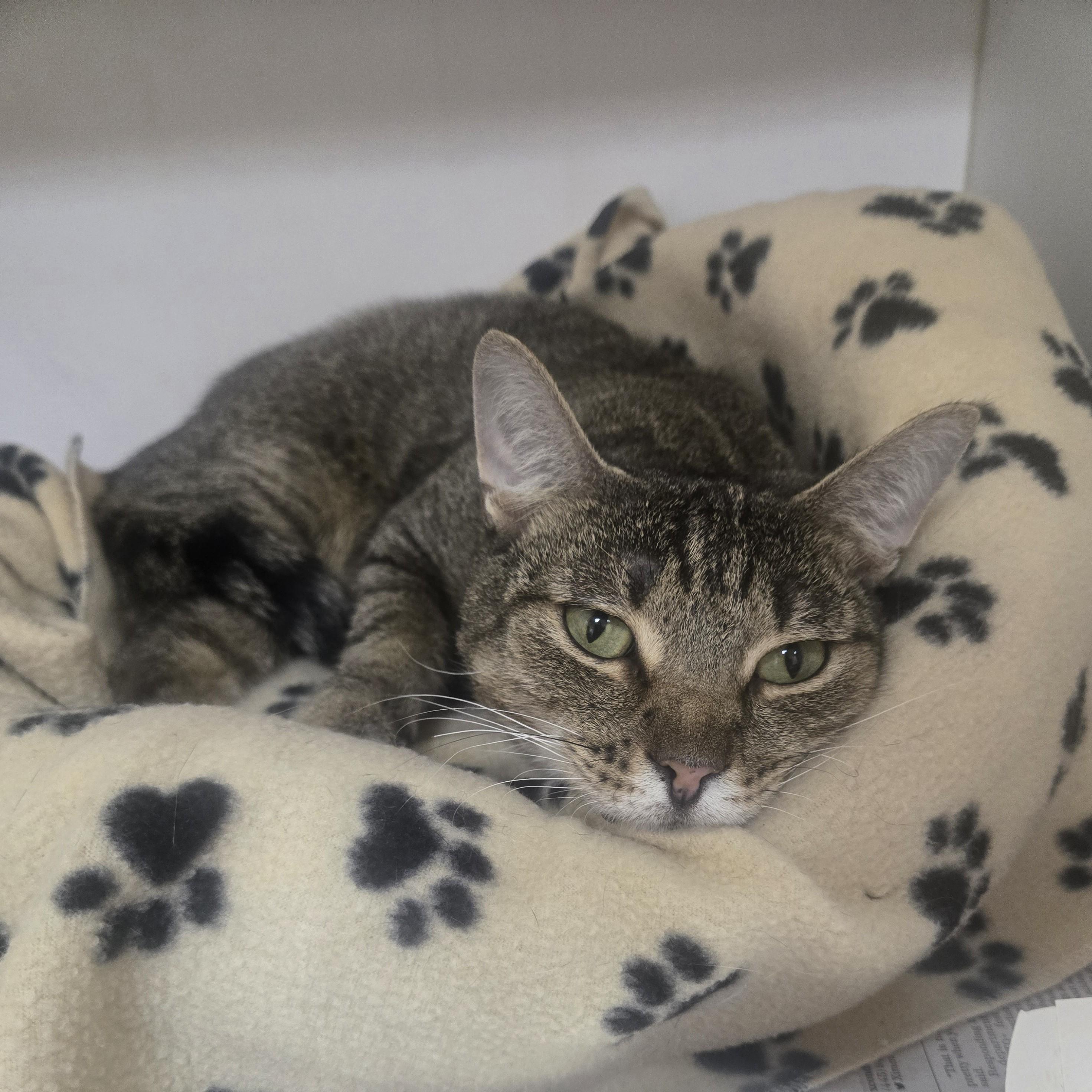 Wobbles, adoptable, Adult Male Domestic Short Hair.