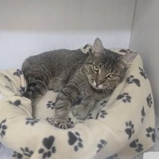 Enlarge Wobbles, an adoptable Domestic Short Hair in Phoenixville, PA image 2/2