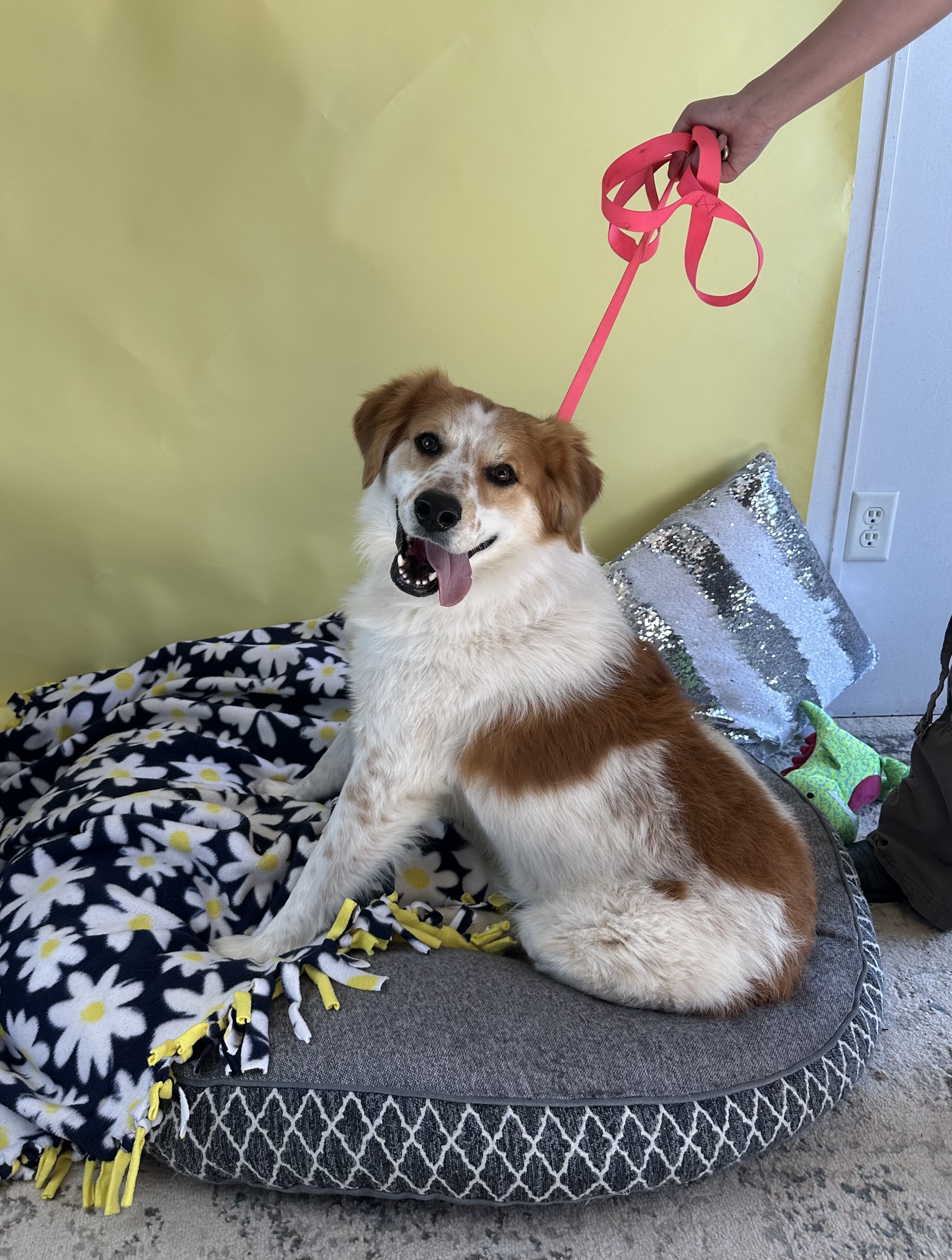 Enlarge Marco, a Adoptable mixed breed in Lubbock, TX image 2/5