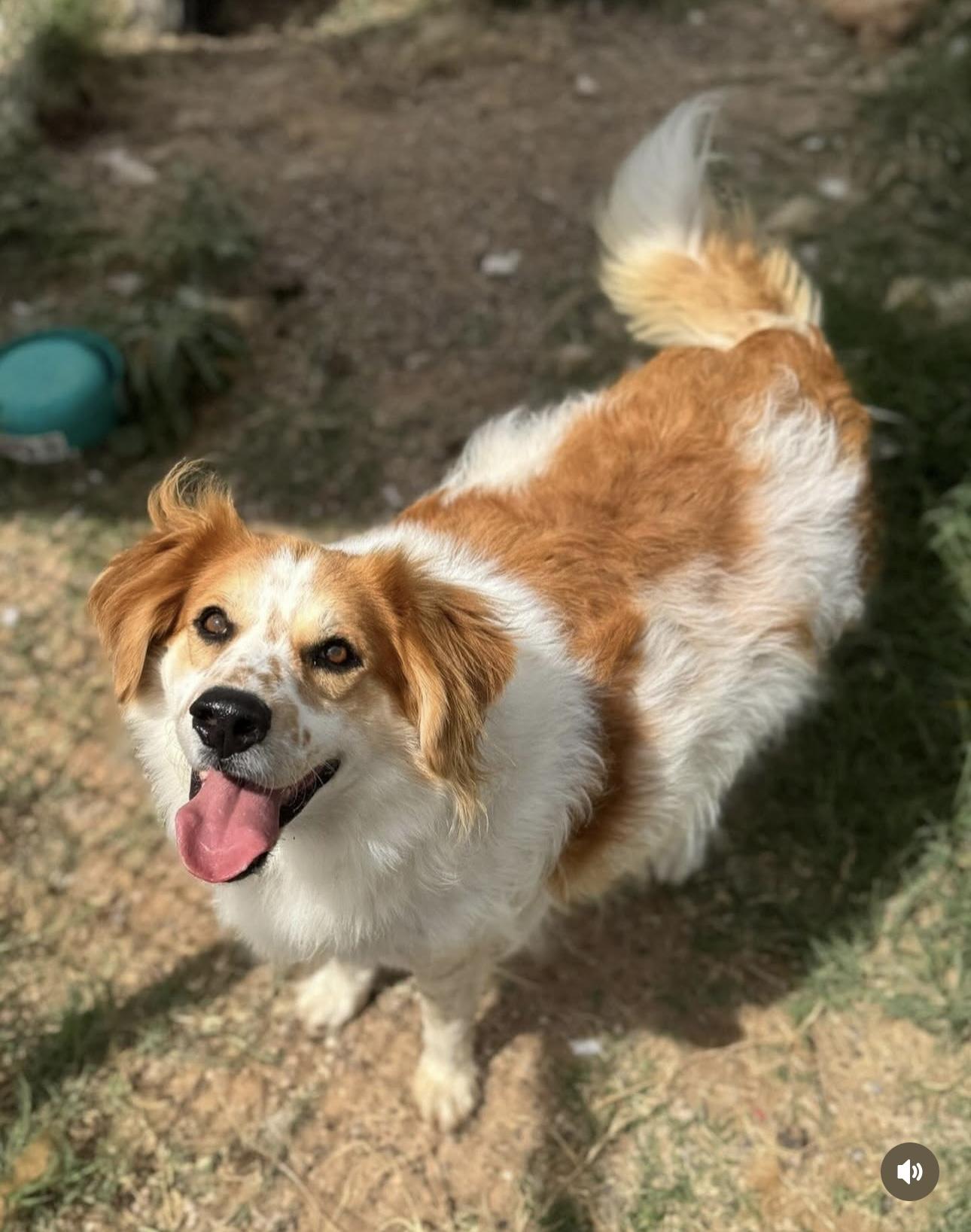 Marco, Adoptable, Adult Male Mixed Breed.