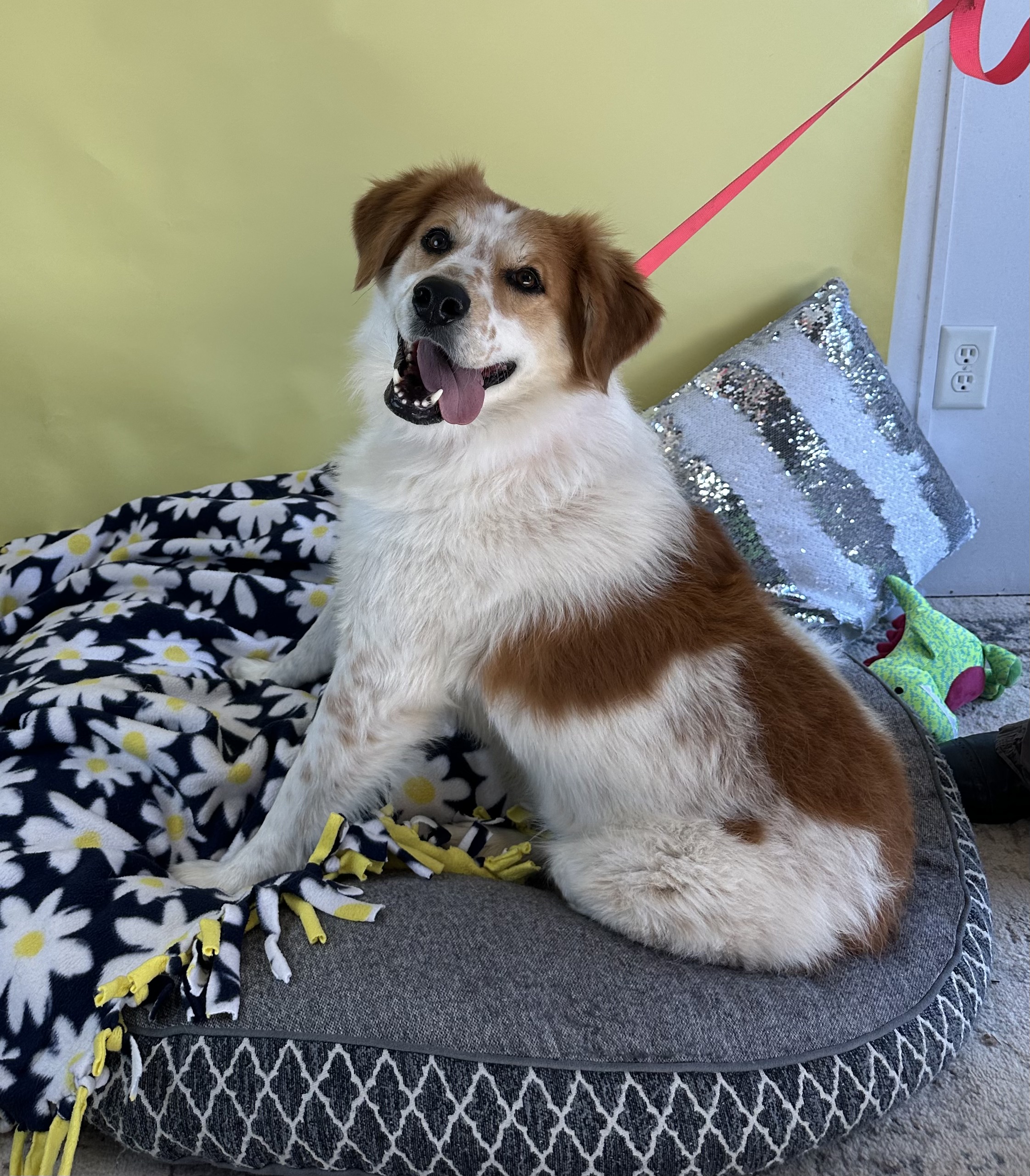 Enlarge Marco, a Adoptable mixed breed in Lubbock, TX image 4/5