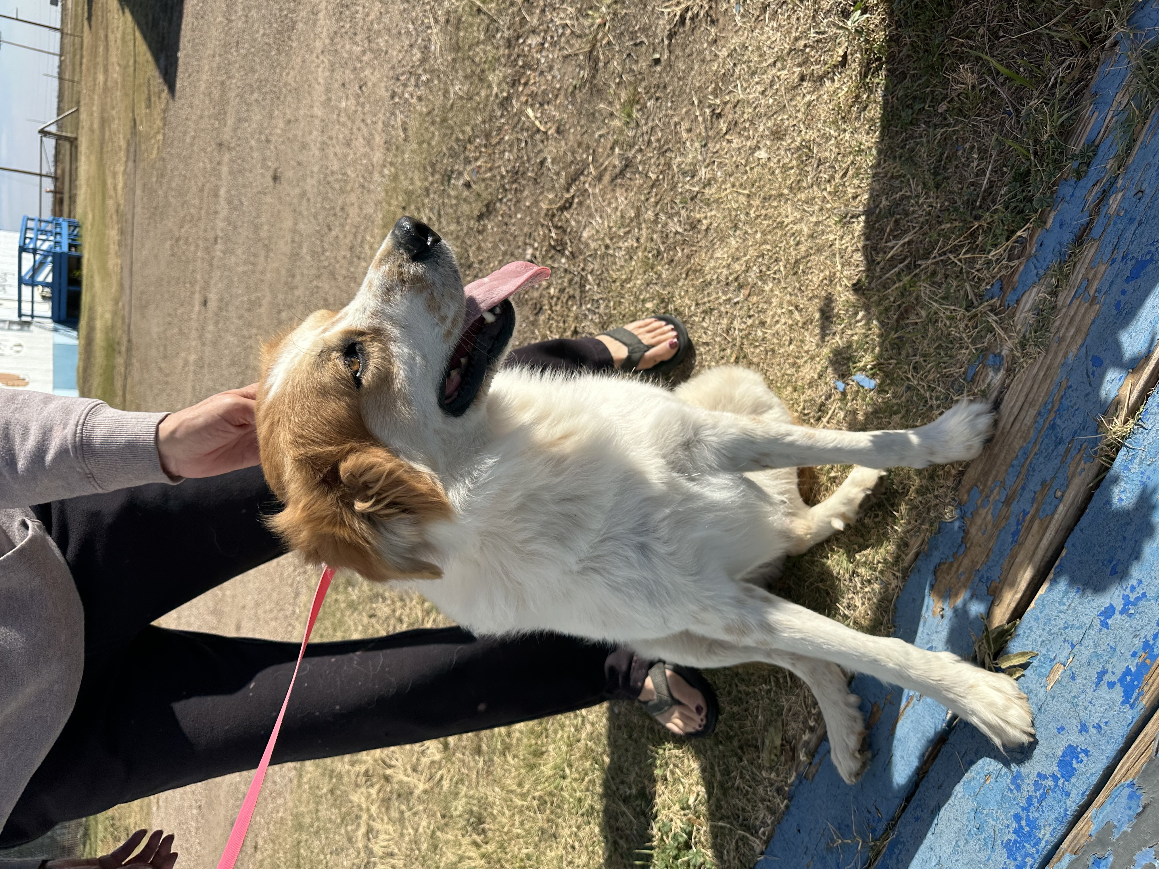 Enlarge Marco, a Adoptable mixed breed in Lubbock, TX image 5/5