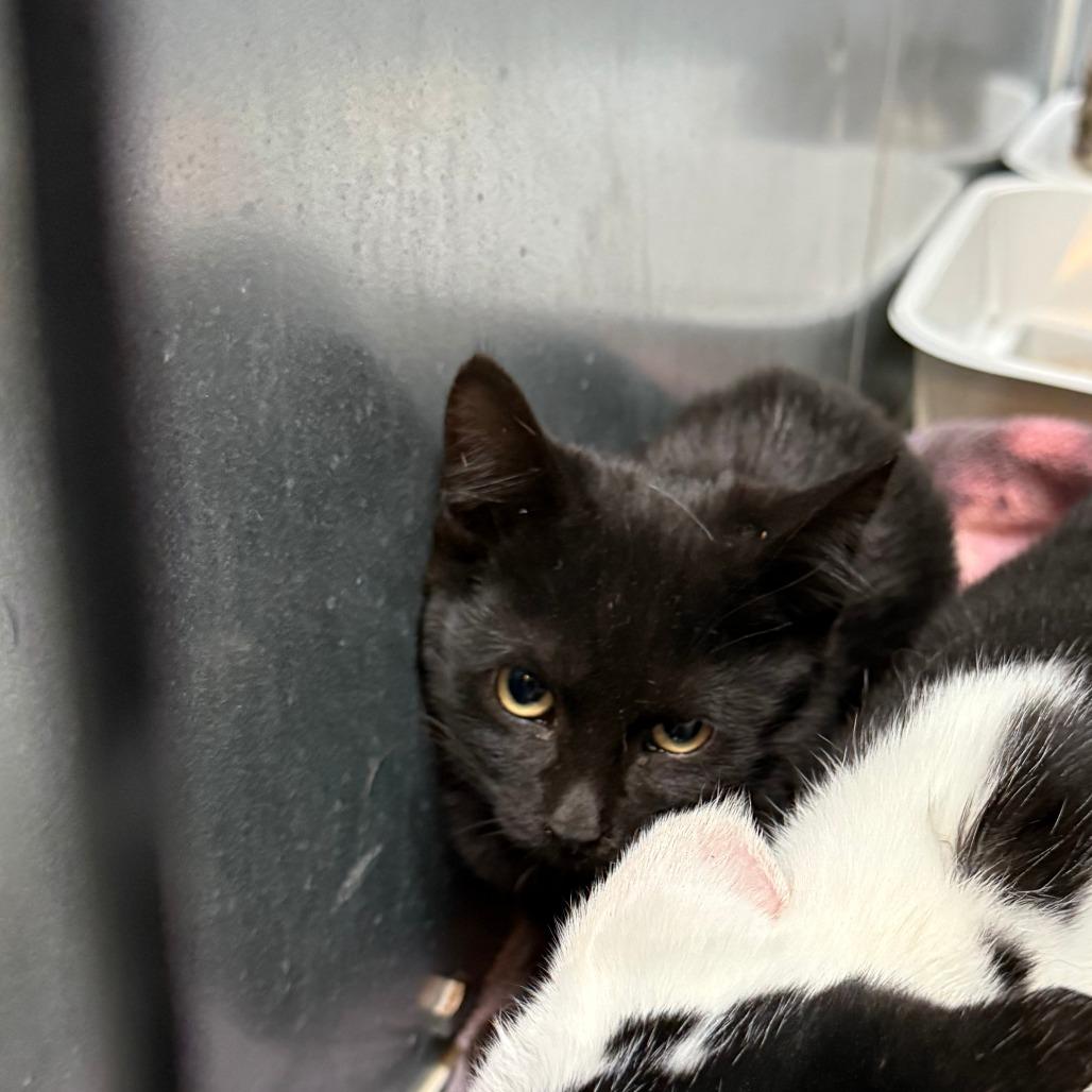 Sally, Adoptable, Kitten Female Domestic Short Hair.