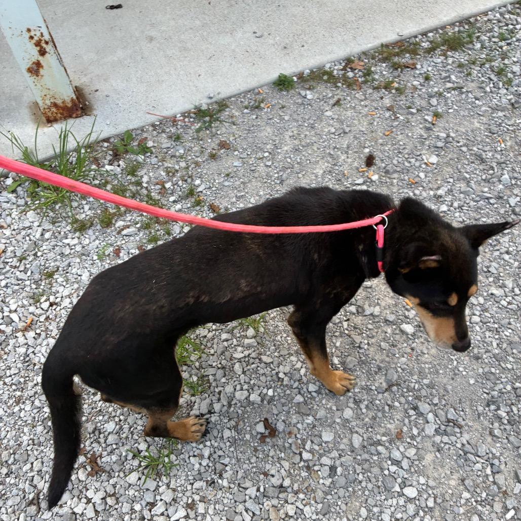 Jake, Adoptable, Adult Male Shepherd.