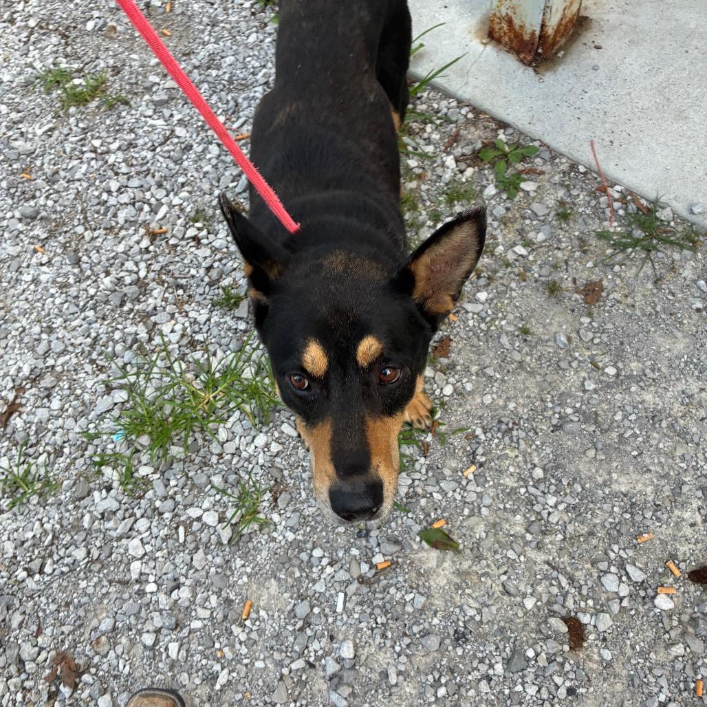 Jake, a Adoptable Shepherd in Princeton, KY image 2/2