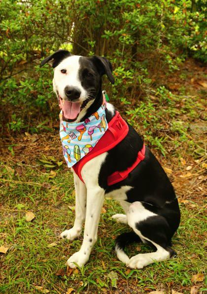 Maraca, a Adoptable Mixed Breed in Savannah, GA image 2/3