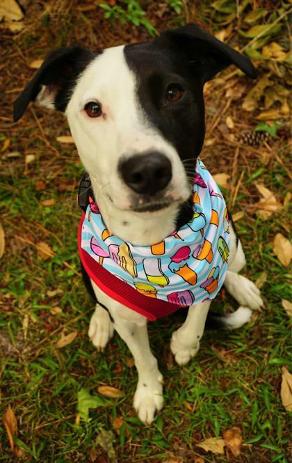 Maraca, a Adoptable Mixed Breed in Savannah, GA image 3/3