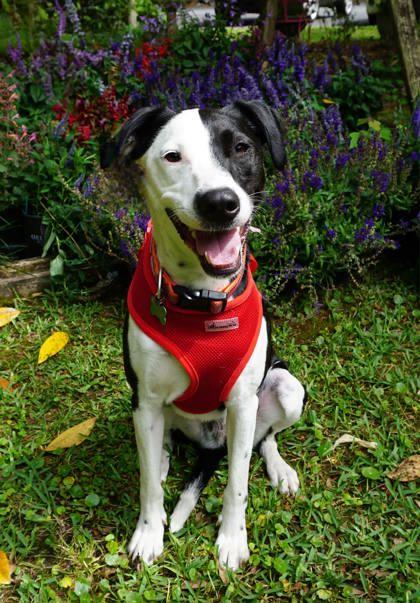 Enlarge Maraca, a Adoptable Mixed Breed in Savannah, GA image 3/3