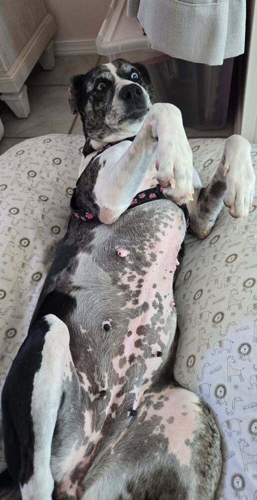 Enlarge Suzie, a Adoptable mixed breed in Lakeland, FL image 1/6