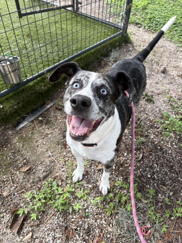 Enlarge Suzie, a Adoptable mixed breed in Lakeland, FL image 2/6