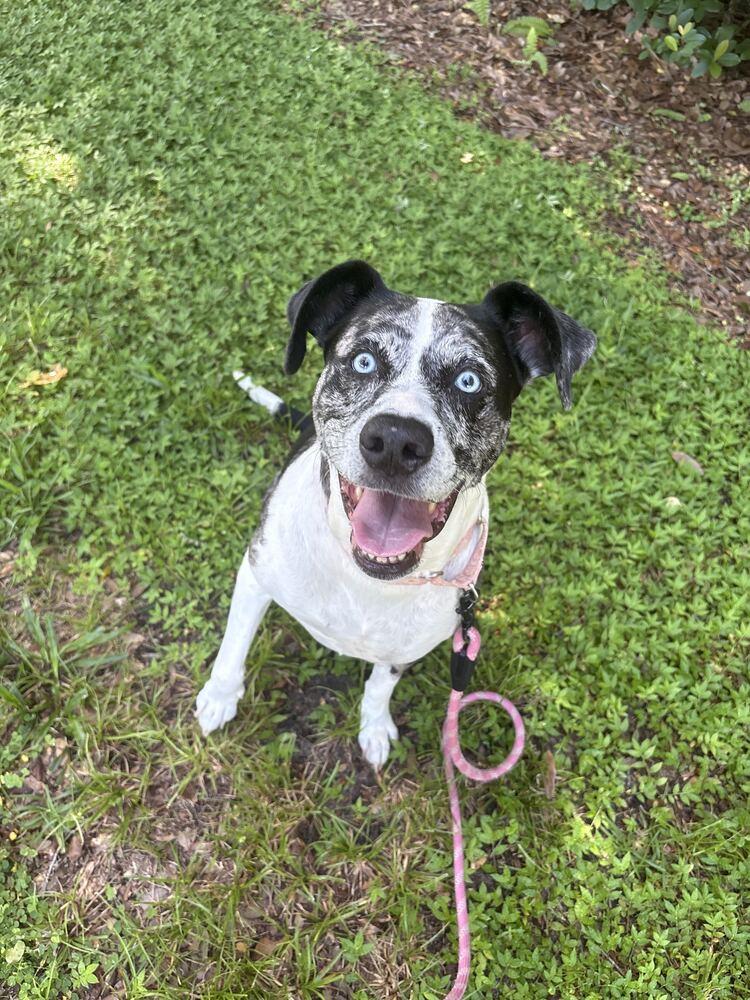Enlarge Suzie, a Adoptable mixed breed in Lakeland, FL image 3/6