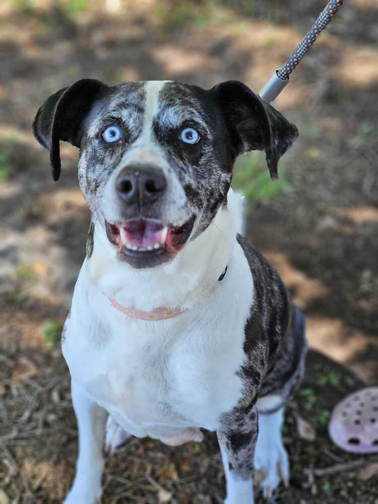Enlarge Suzie, a Adoptable mixed breed in Lakeland, FL image 4/6
