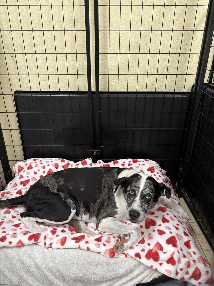 Enlarge Suzie, a Adoptable mixed breed in Lakeland, FL image 5/6