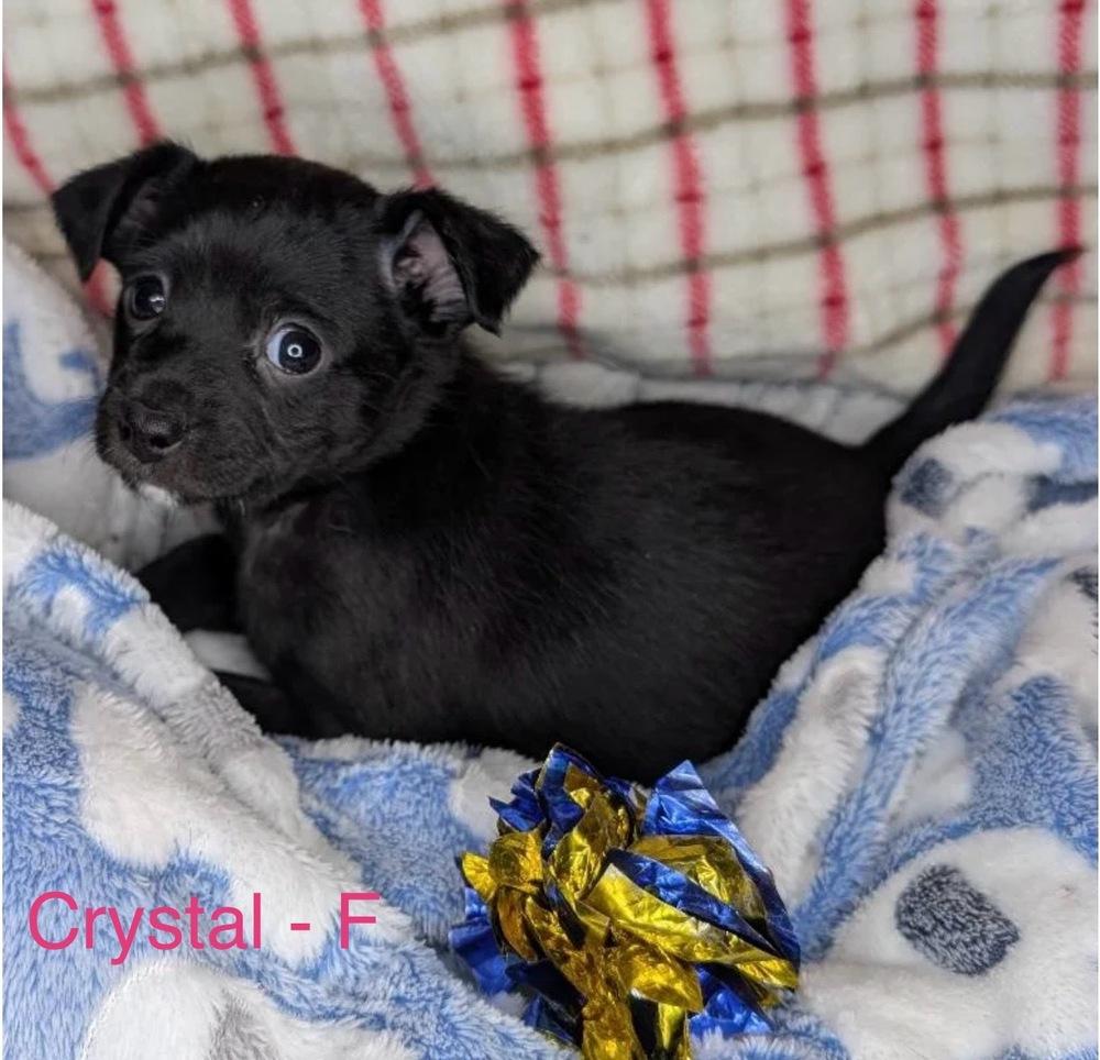 Enlarge Crystal, a Adoptable mixed breed in Cheektowaga, NY image 3/5