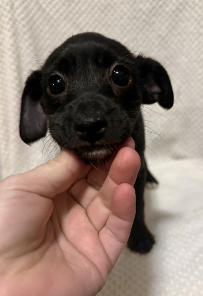 Enlarge Crystal, a Adoptable mixed breed in Cheektowaga, NY image 4/5