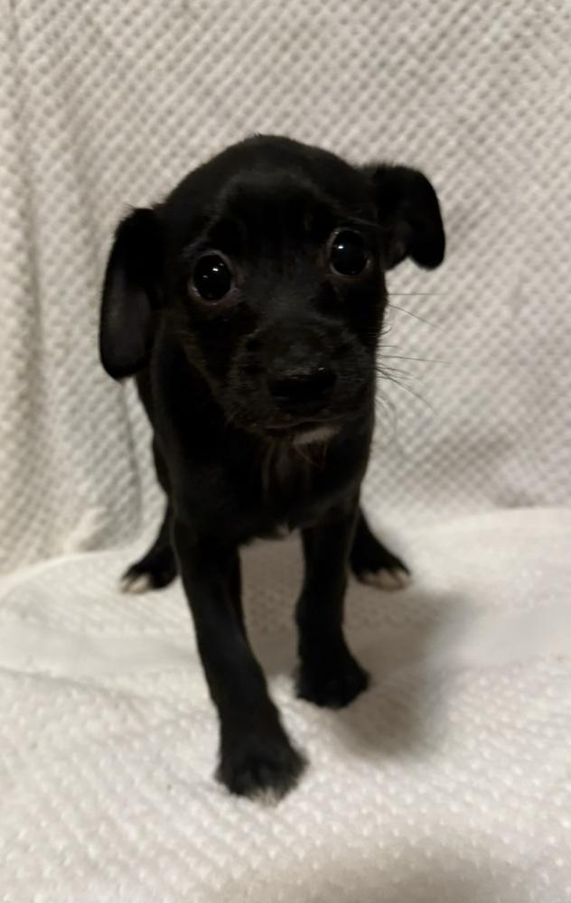 Enlarge Crystal, a Adoptable mixed breed in Cheektowaga, NY image 5/5