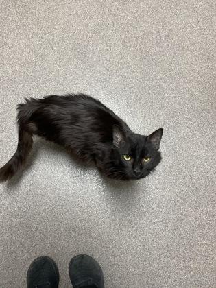 Leroy, Adoptable, Adult Male Domestic Long Hair & Domestic Short Hair.