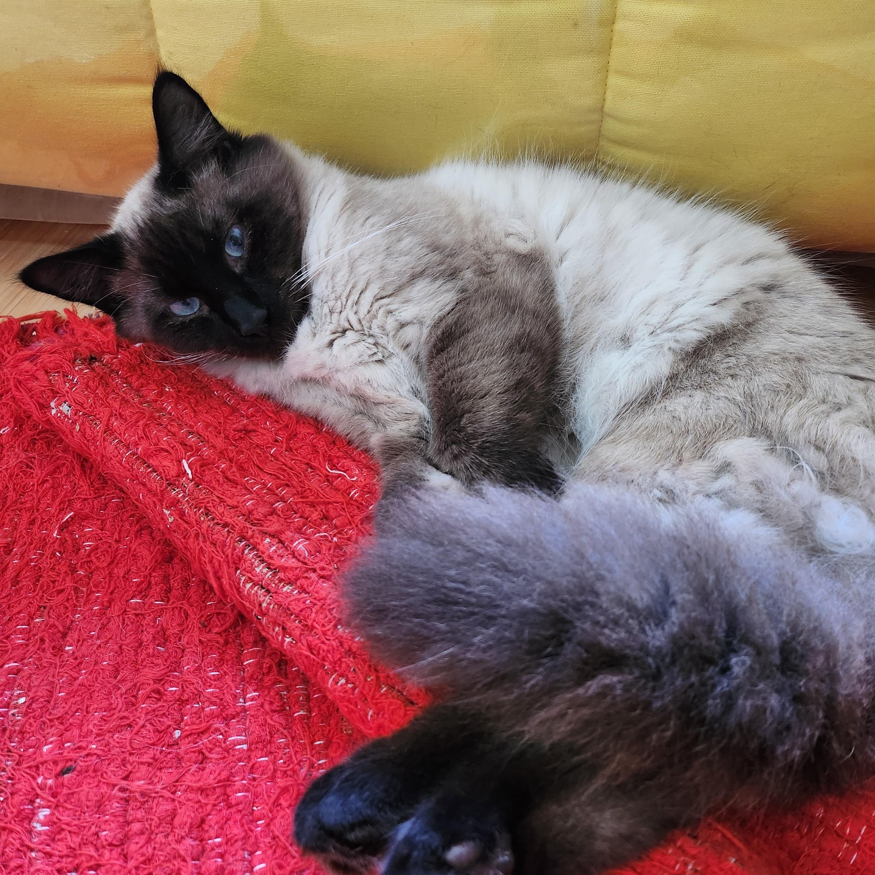 Marley, an adopted Siamese in Marin, CA image 5/6
