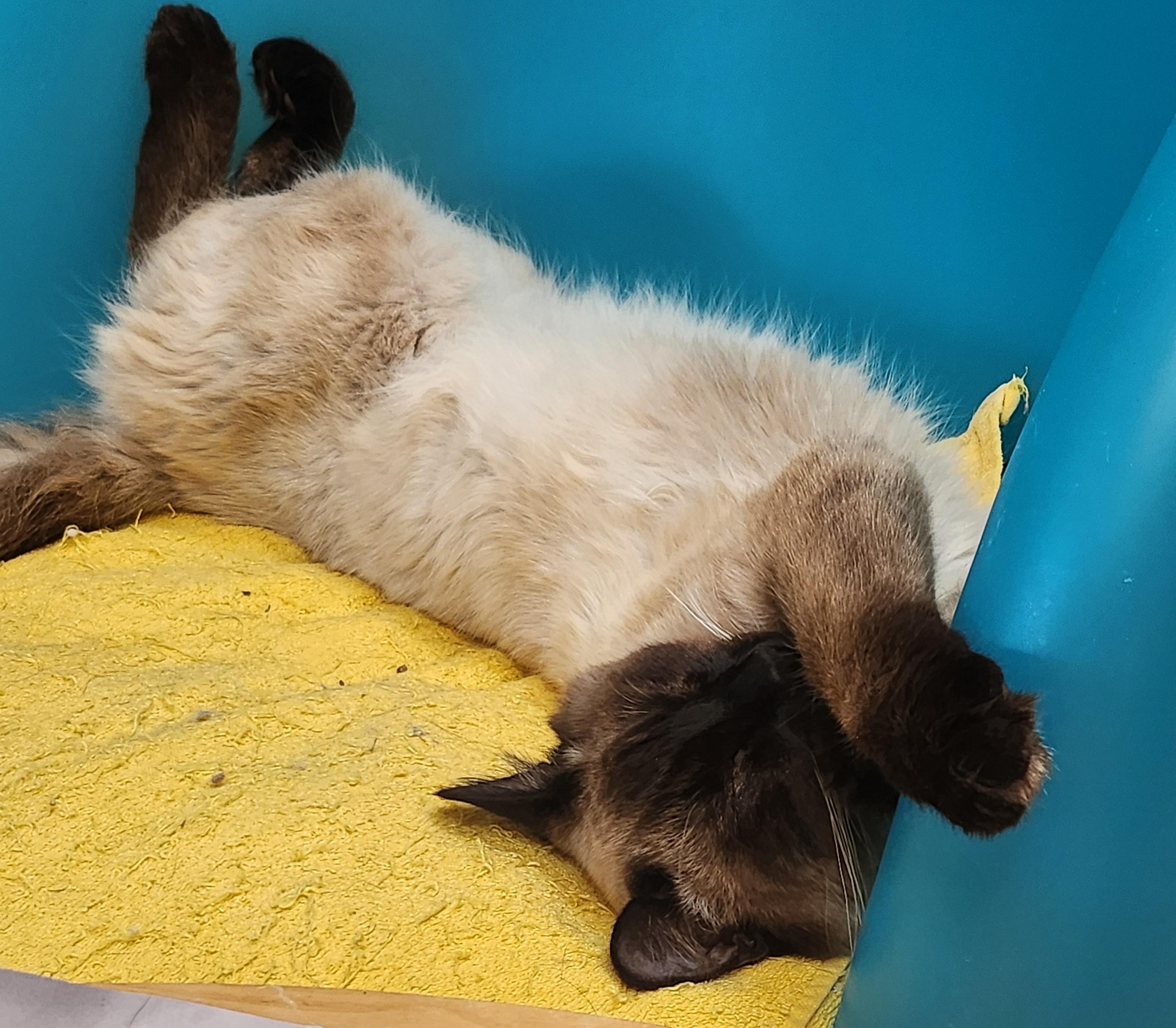 Marley, an adopted Siamese in Marin, CA image 4/6