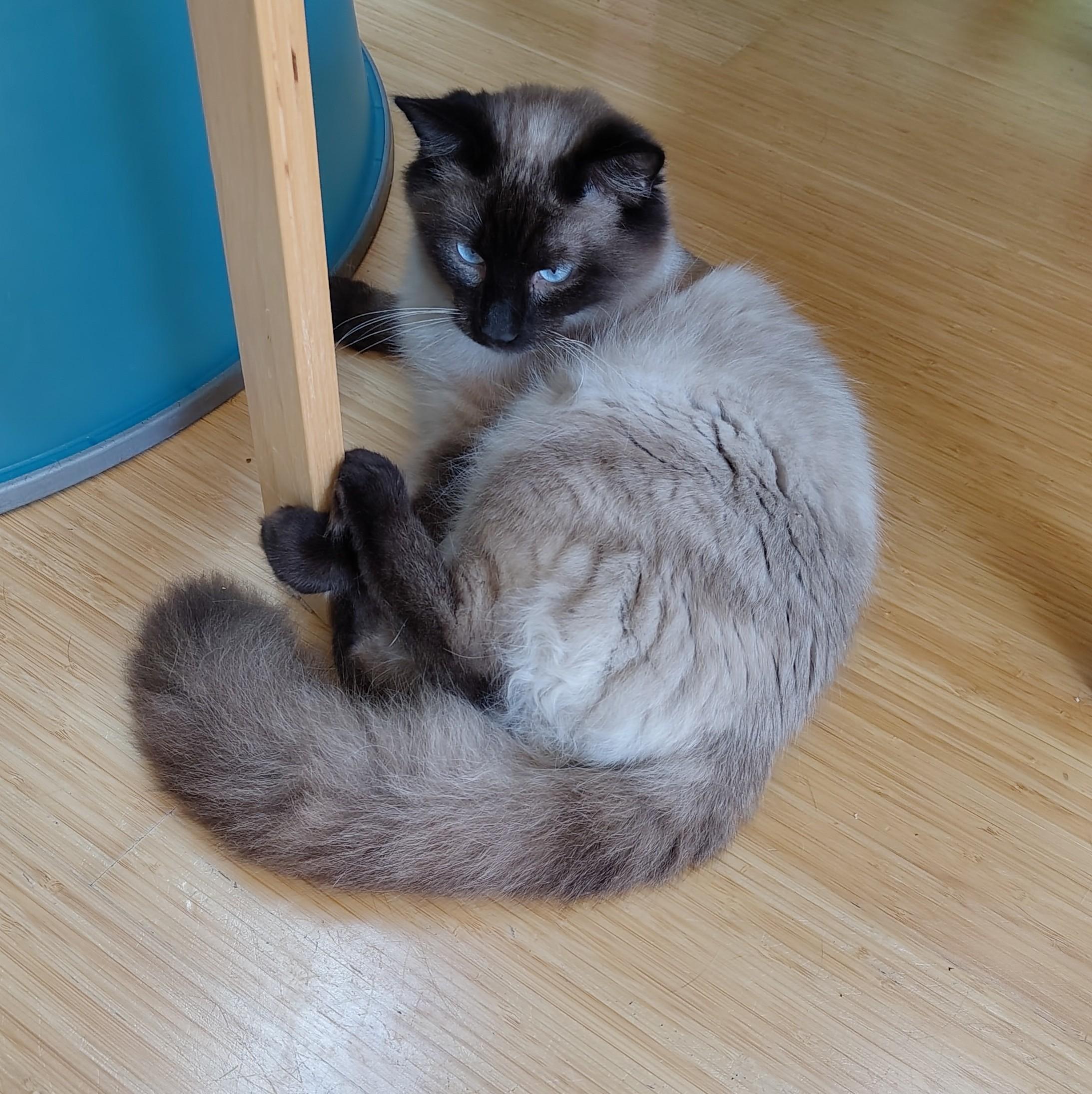 Marley, an adopted Siamese in Marin, CA image 3/6