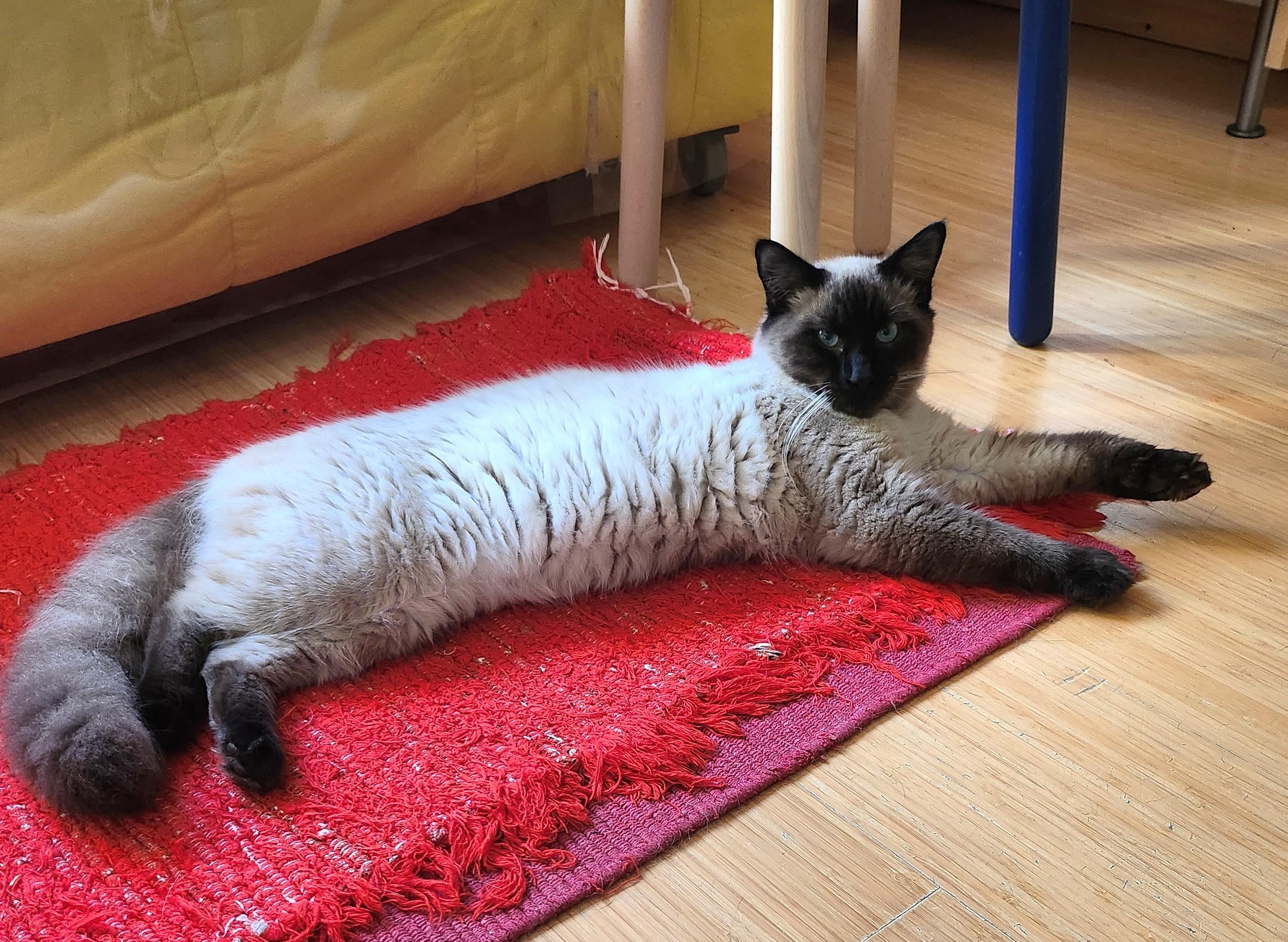 Marley, an adopted Siamese in Marin, CA image 2/6