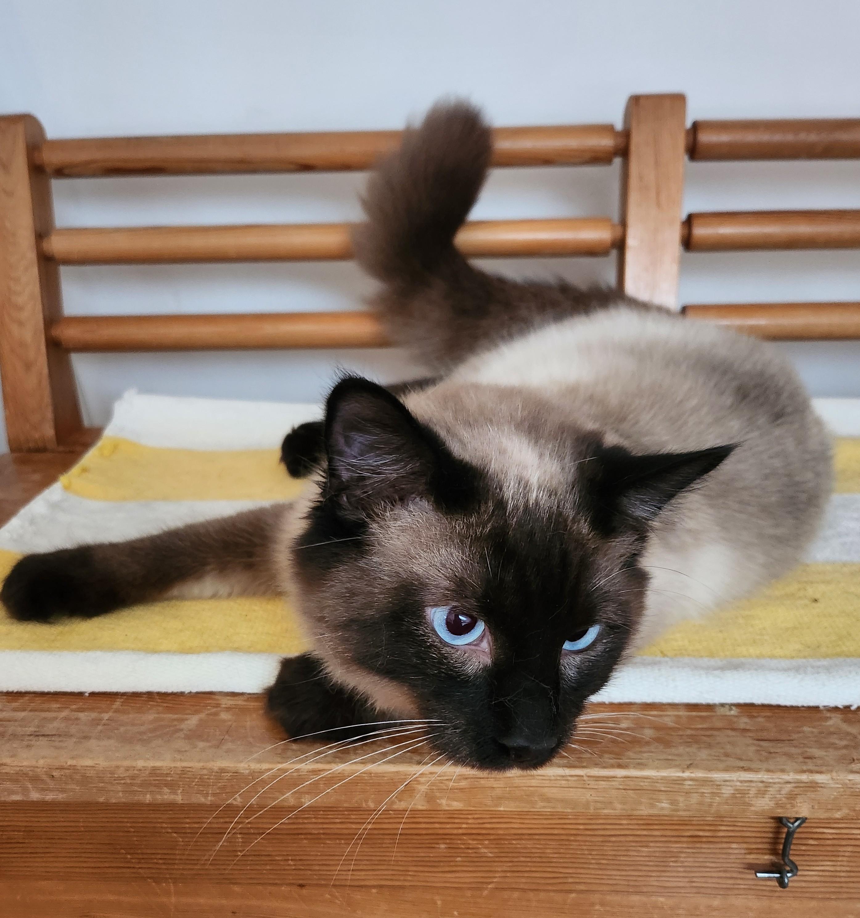 Marley, an adopted Siamese in Marin, CA image 1/6