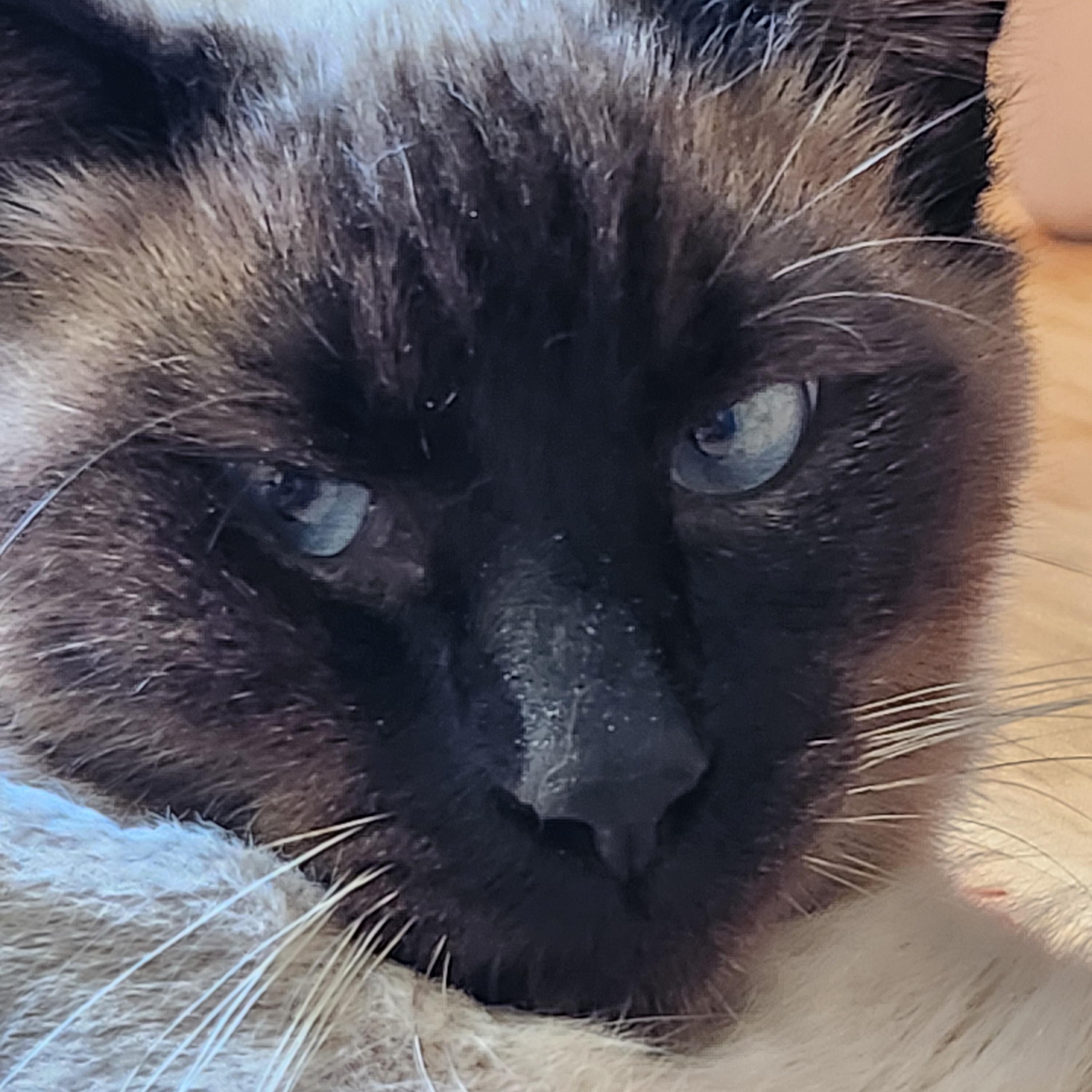 Marley, an adopted Siamese in Marin, CA image 6/6