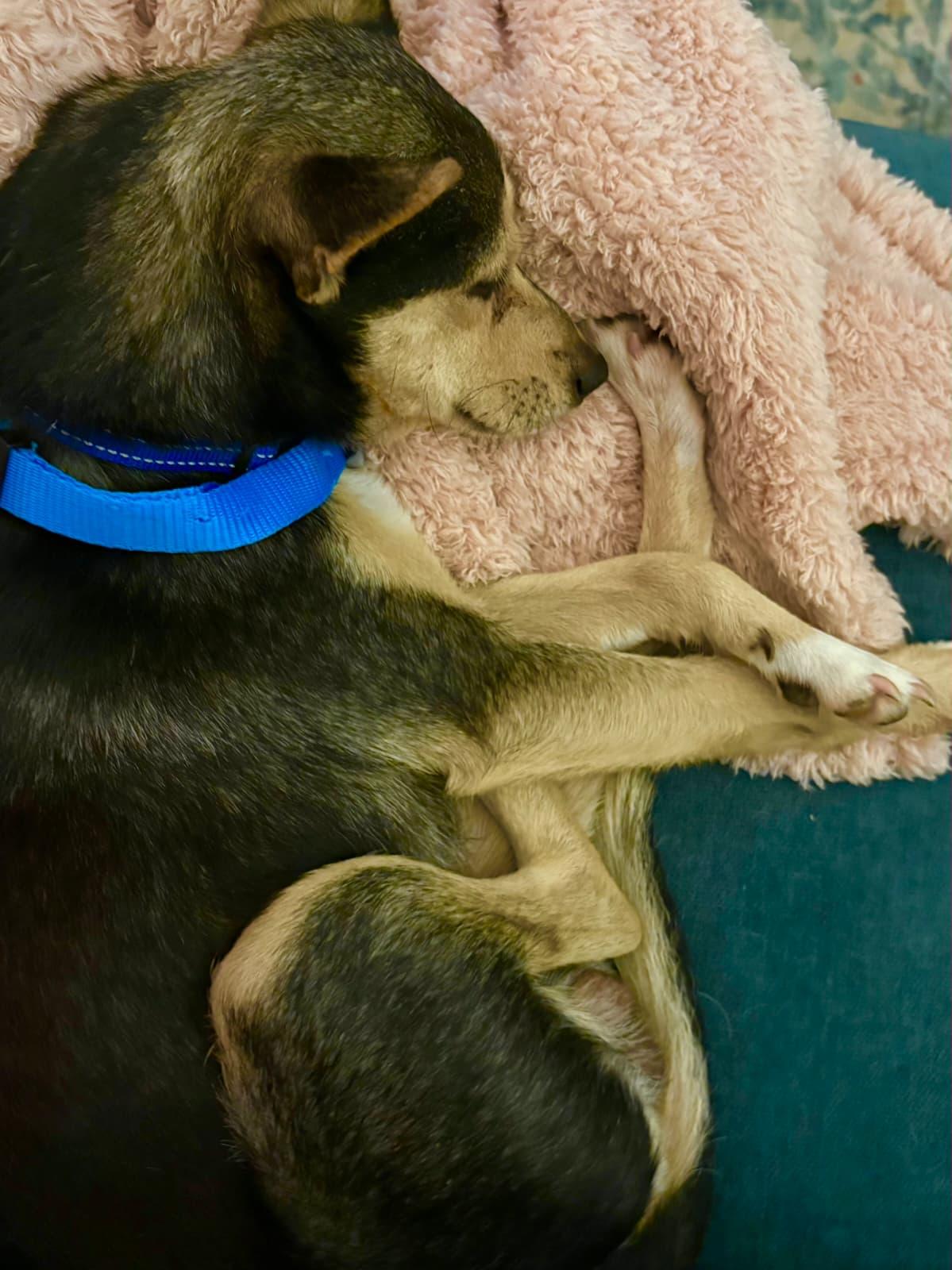 Bandit, an adopted mixed breed in Portland, OR image 6/6