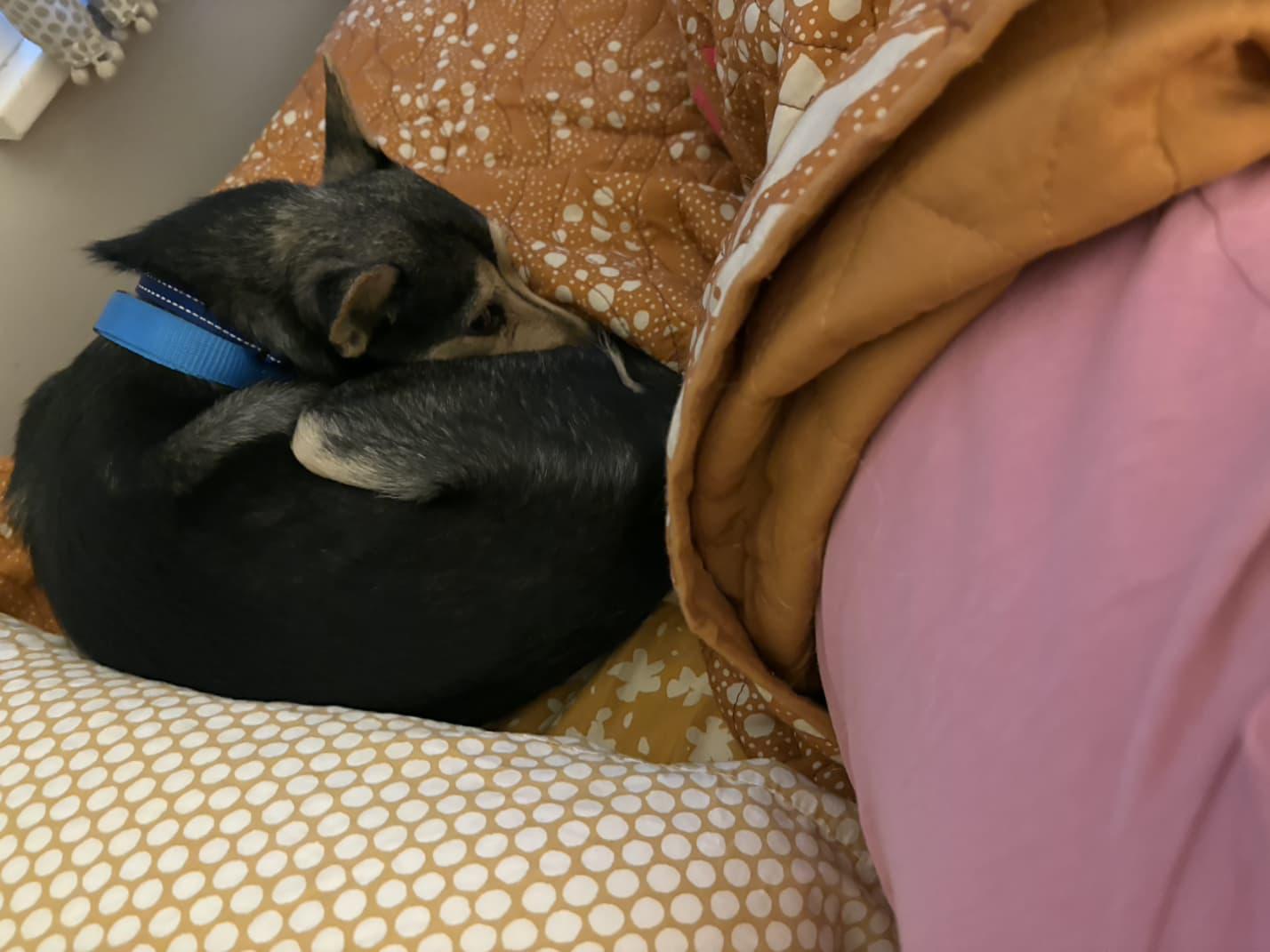 Bandit, an adopted mixed breed in Portland, OR image 3/6