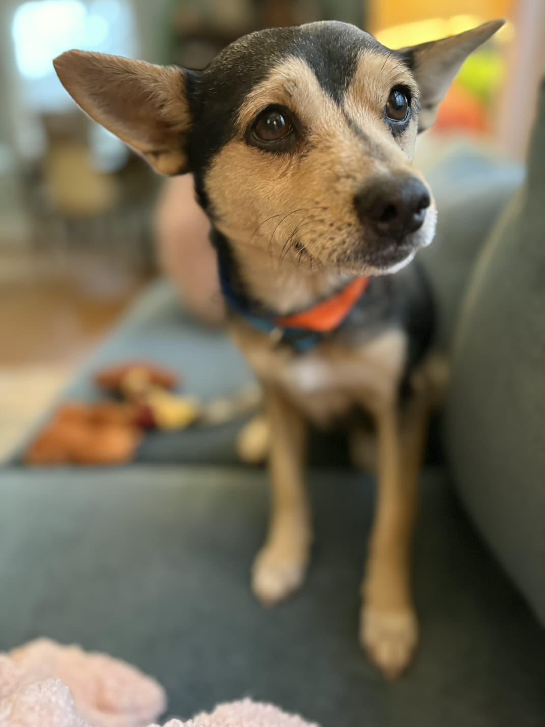 Bandit, an adopted mixed breed in Portland, OR image 4/6