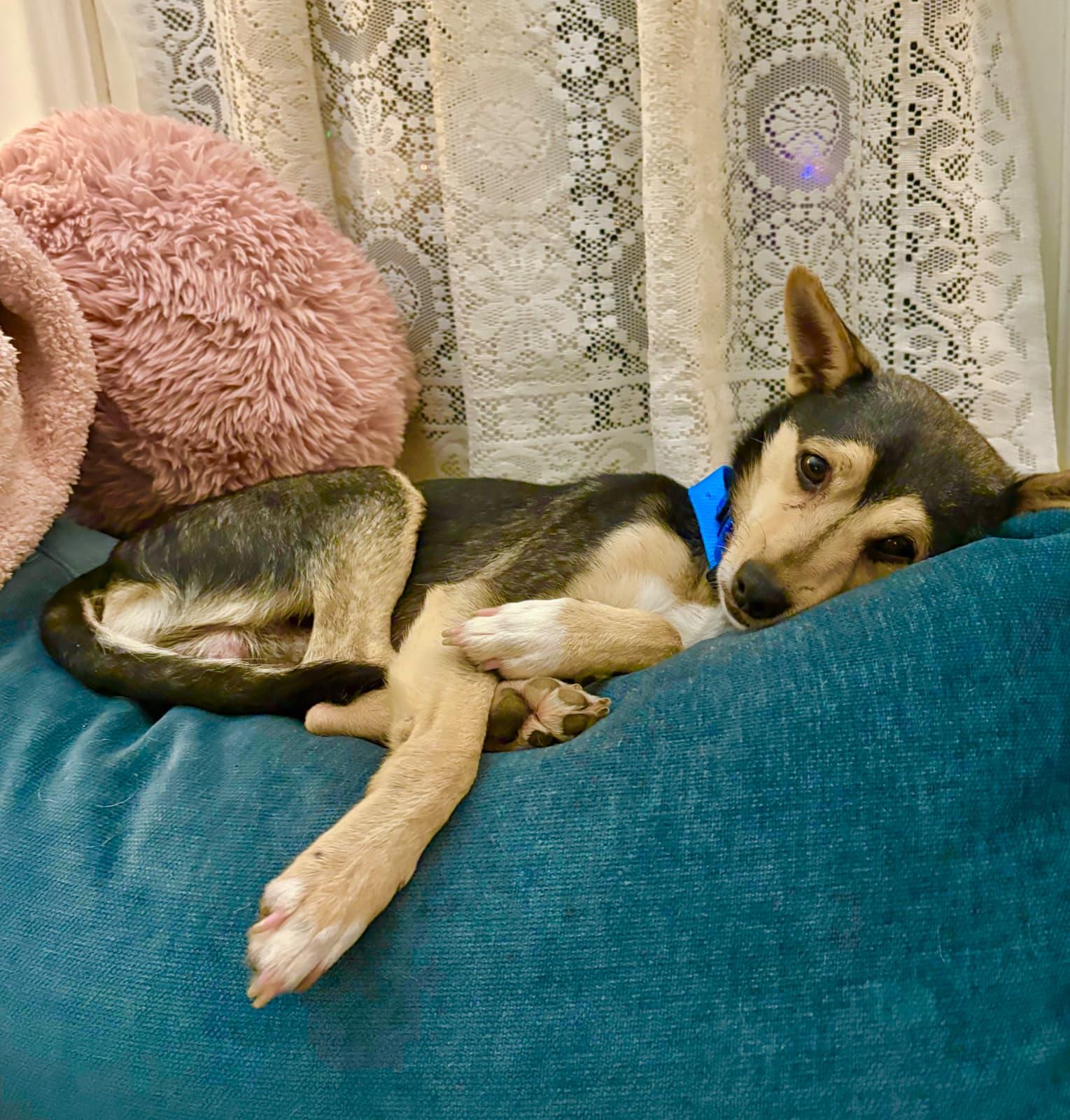 Bandit, an adopted mixed breed in Portland, OR image 2/6