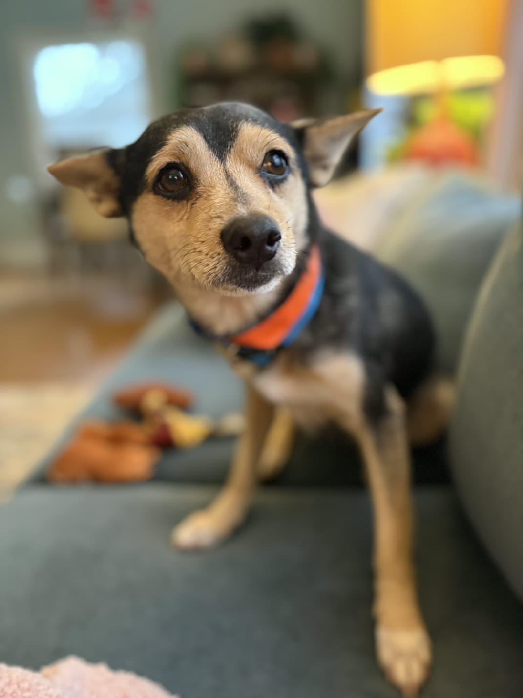 Bandit, an adopted mixed breed in Portland, OR image 5/6