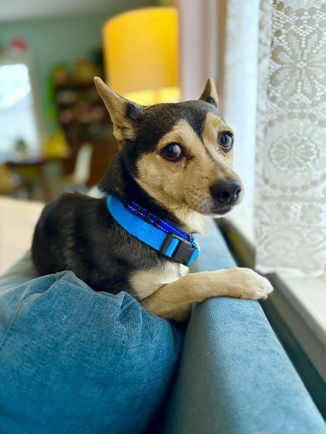 Bandit, an adopted mixed breed in Portland, OR image 1/6