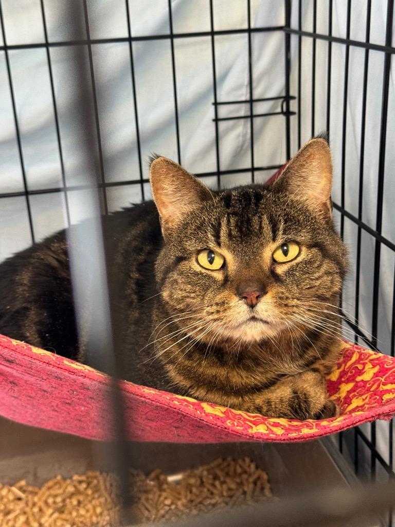 Brownie, a Adoptable mixed breed in Lunenburg, MA image 1/2